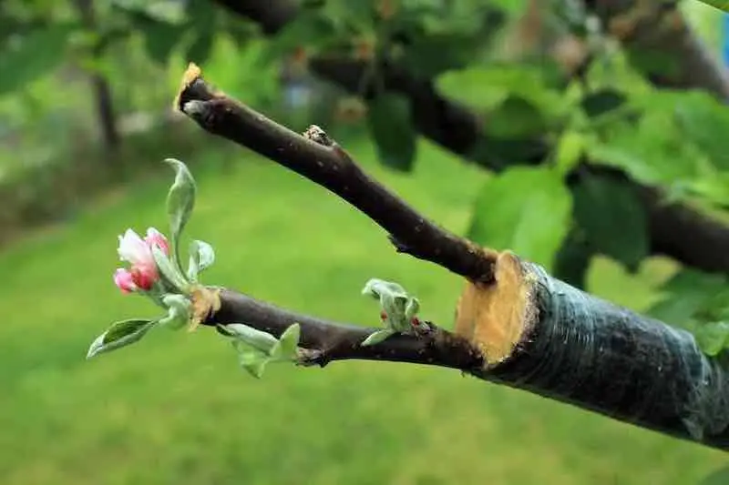 tree grafting