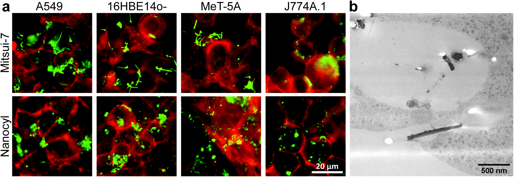 Publications > quantification of cell-associated multi-walled carbon nanotubes