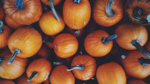 Picked pumpkins on the ground, see from above.