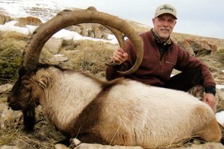 Bezoar Ibex result