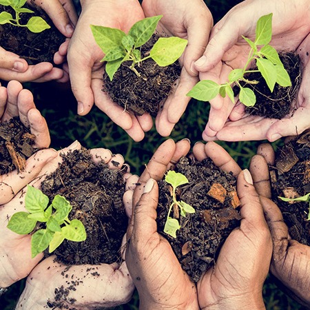 Menschen setzen Pflanzensetzlinge in die Erde
