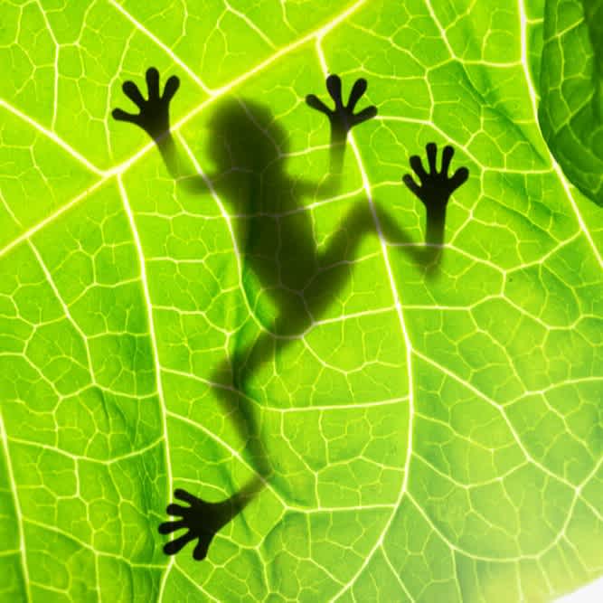 Ein Frosch der über ein Blatt krabbelt, von unten