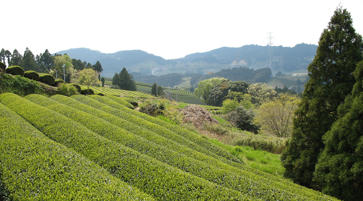 Organic Matcha image