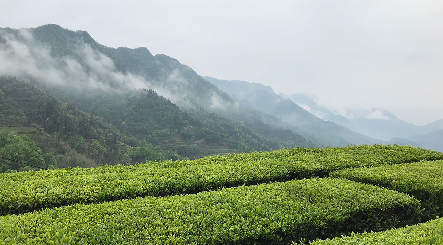 Green Tea Tropical image