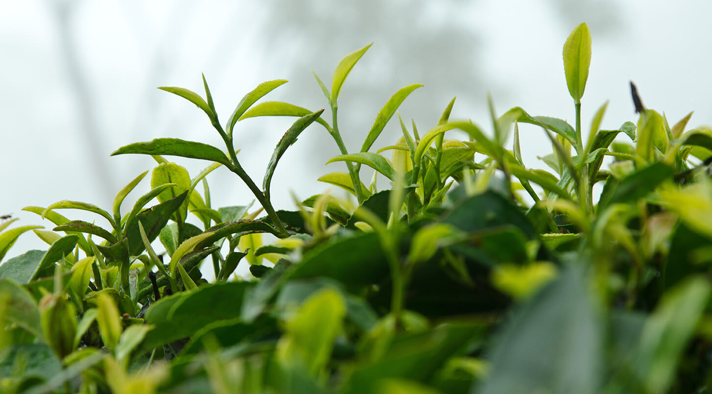 Organic Earl Grey image