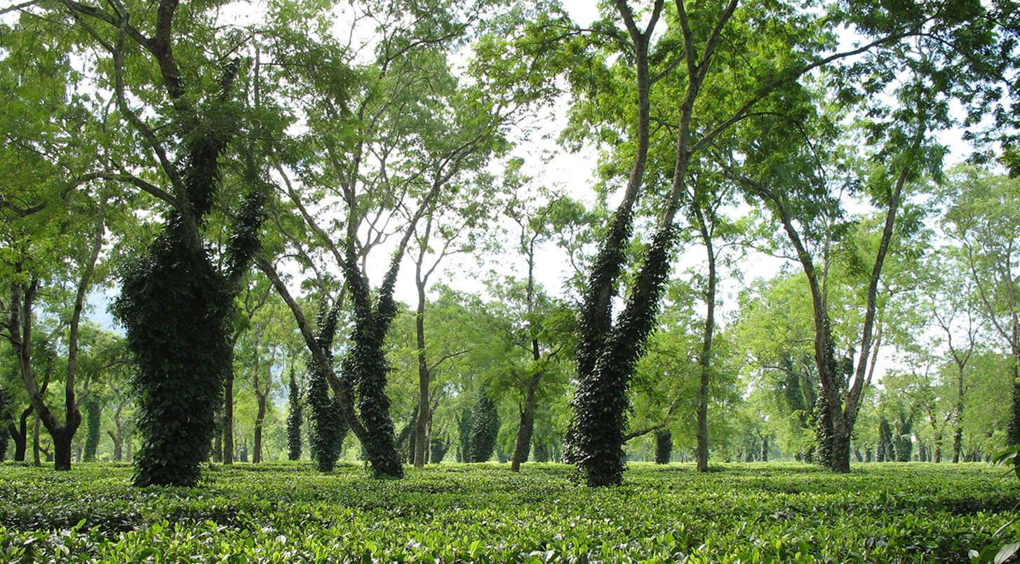 Assam Golden Tip image