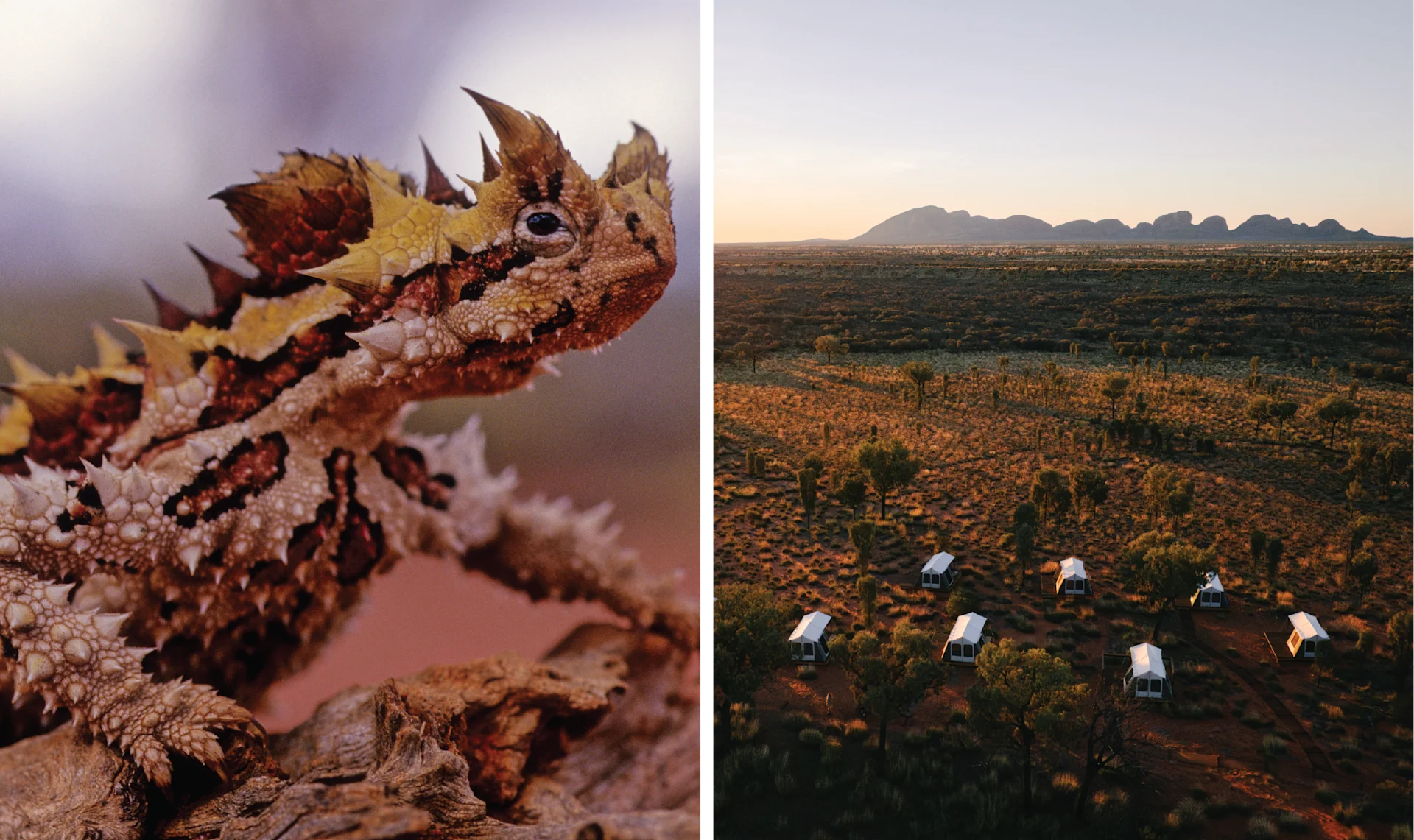 Thorny devil — Tented camp (courtesy Tasmanian Walking Company)