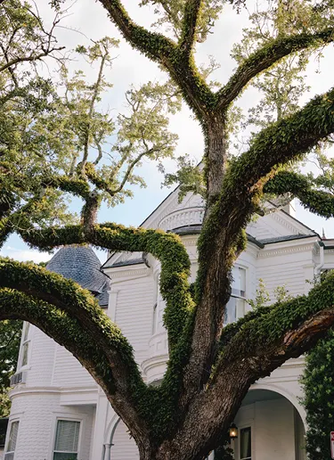 Oak tree branches