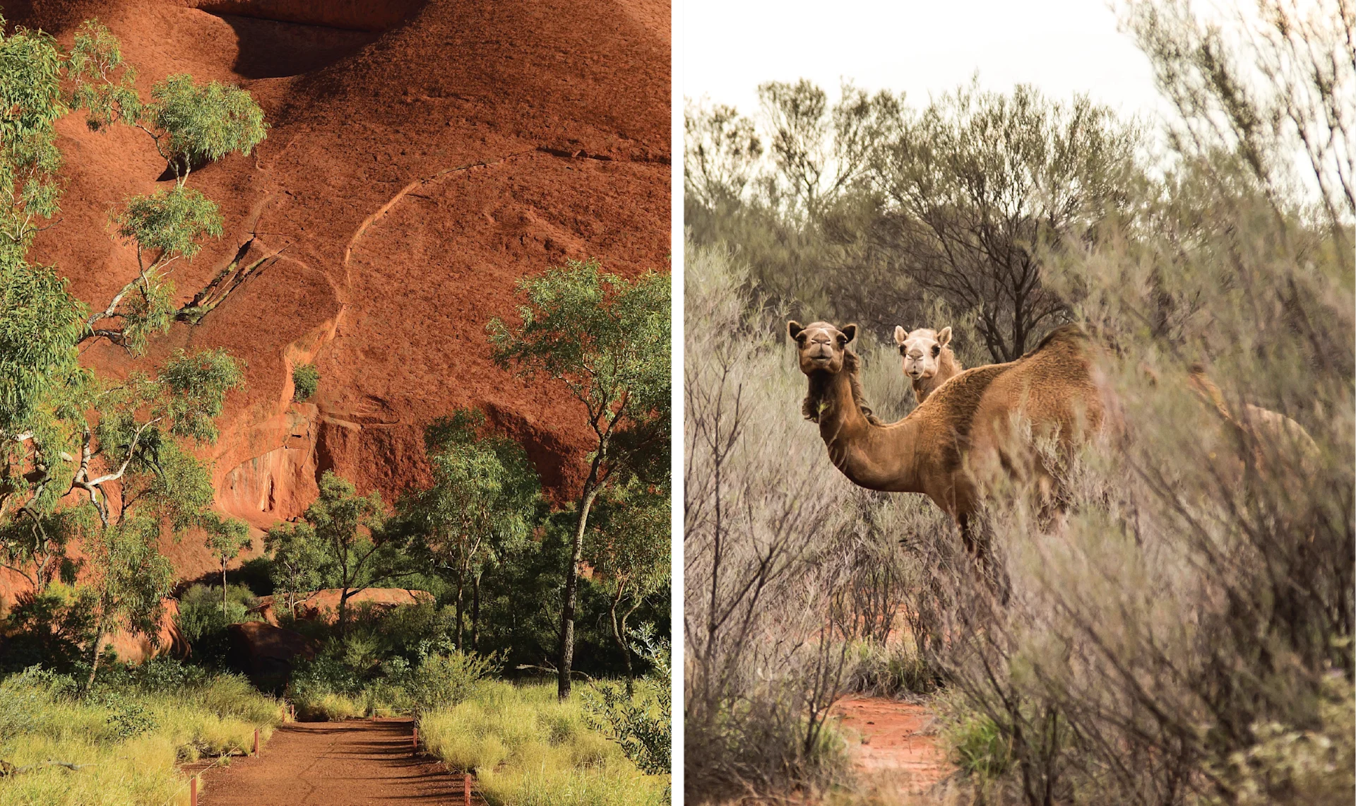 The approach to Uluru — A pair of Australian feral camels