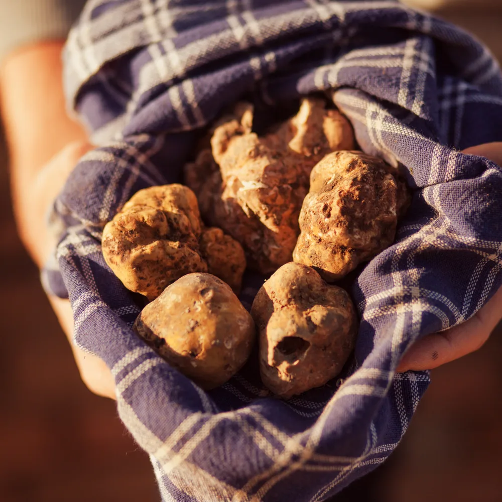 tartufo bianco_openerSQ.png