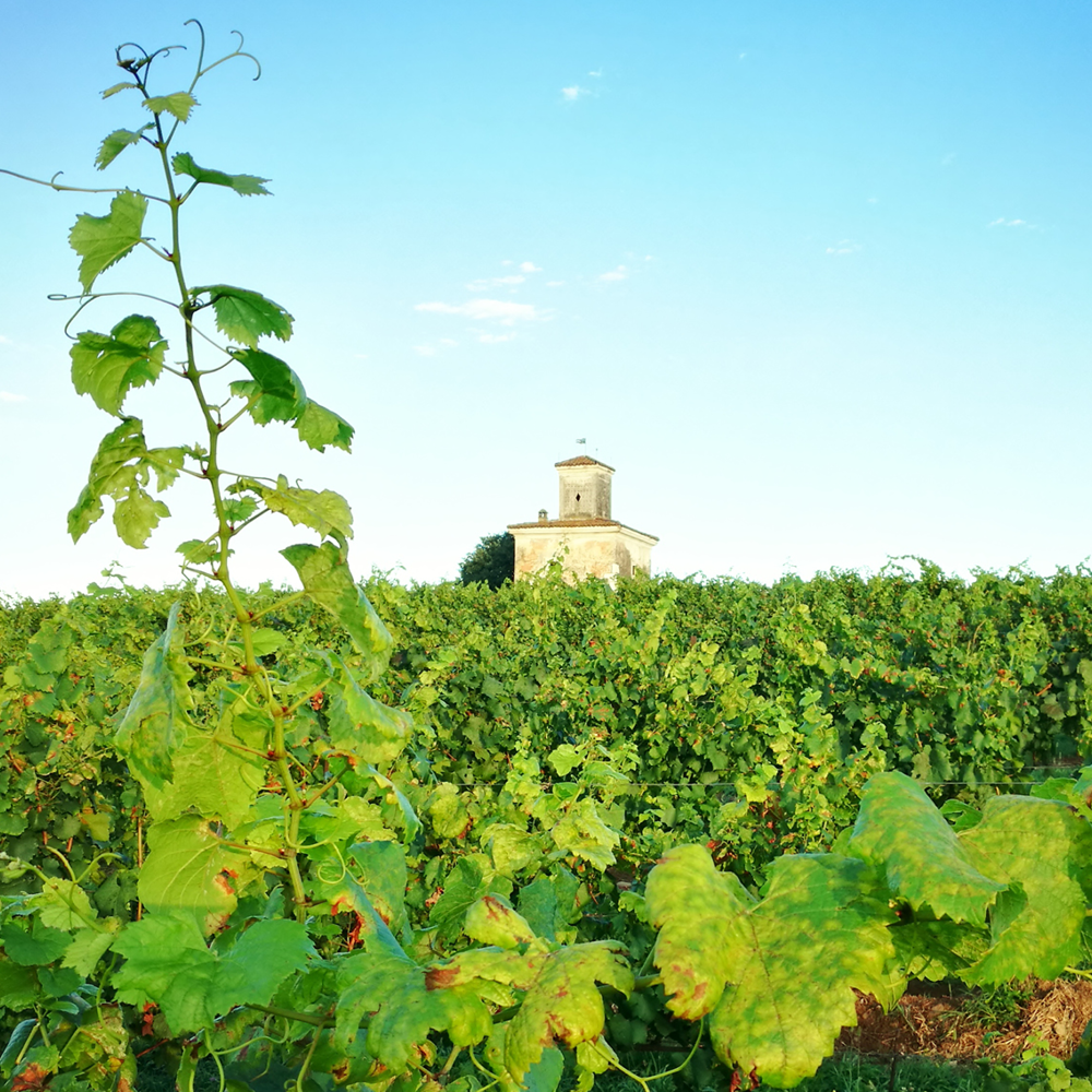 Franciacorta, Northern Italy’s Sparkling Jewel, Has Formidable Wines and Secret-Garden Appeal-Old Article