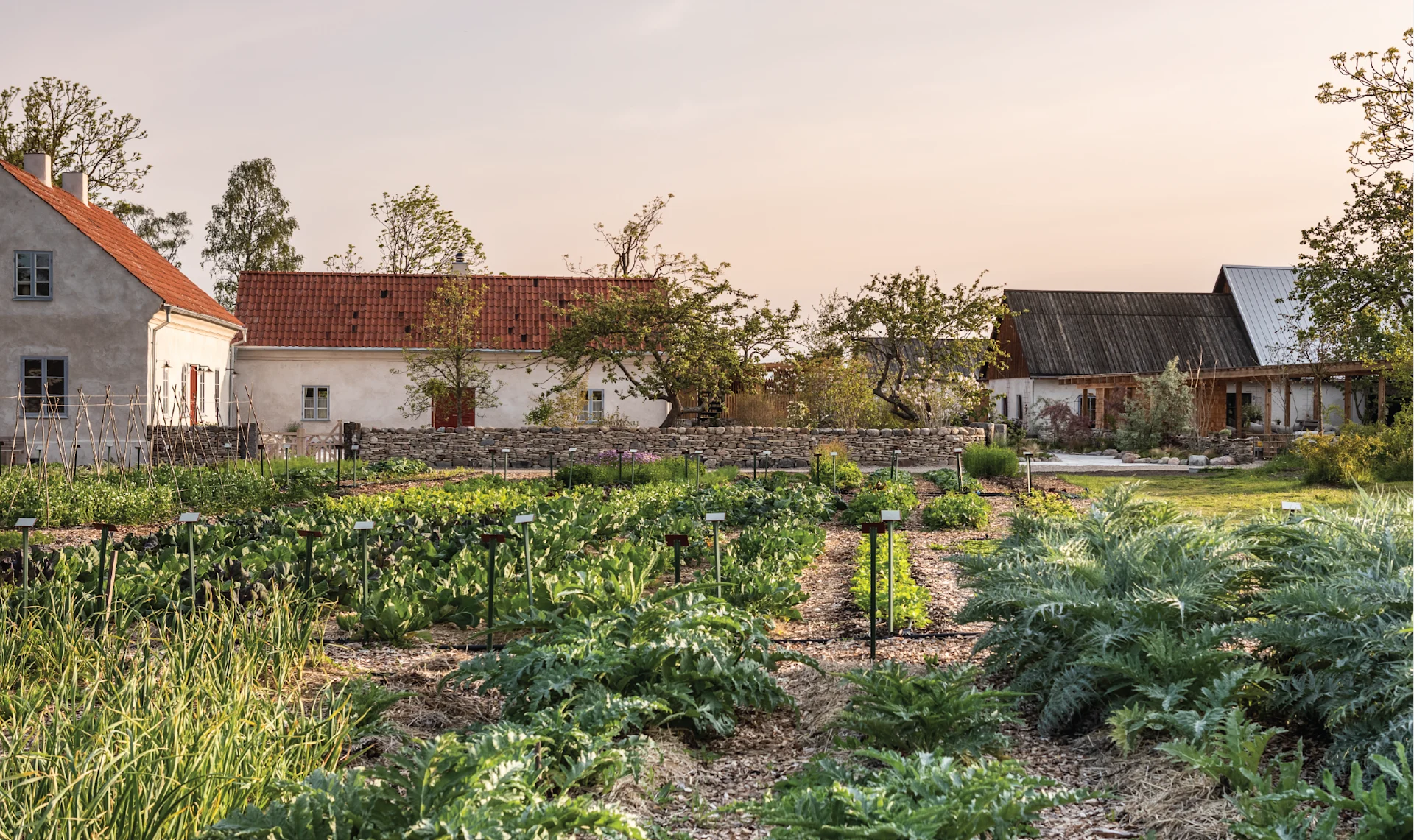 Organic vegetable garden with rows of leafy greens and traditional countryside buildings in the background at golden hour.