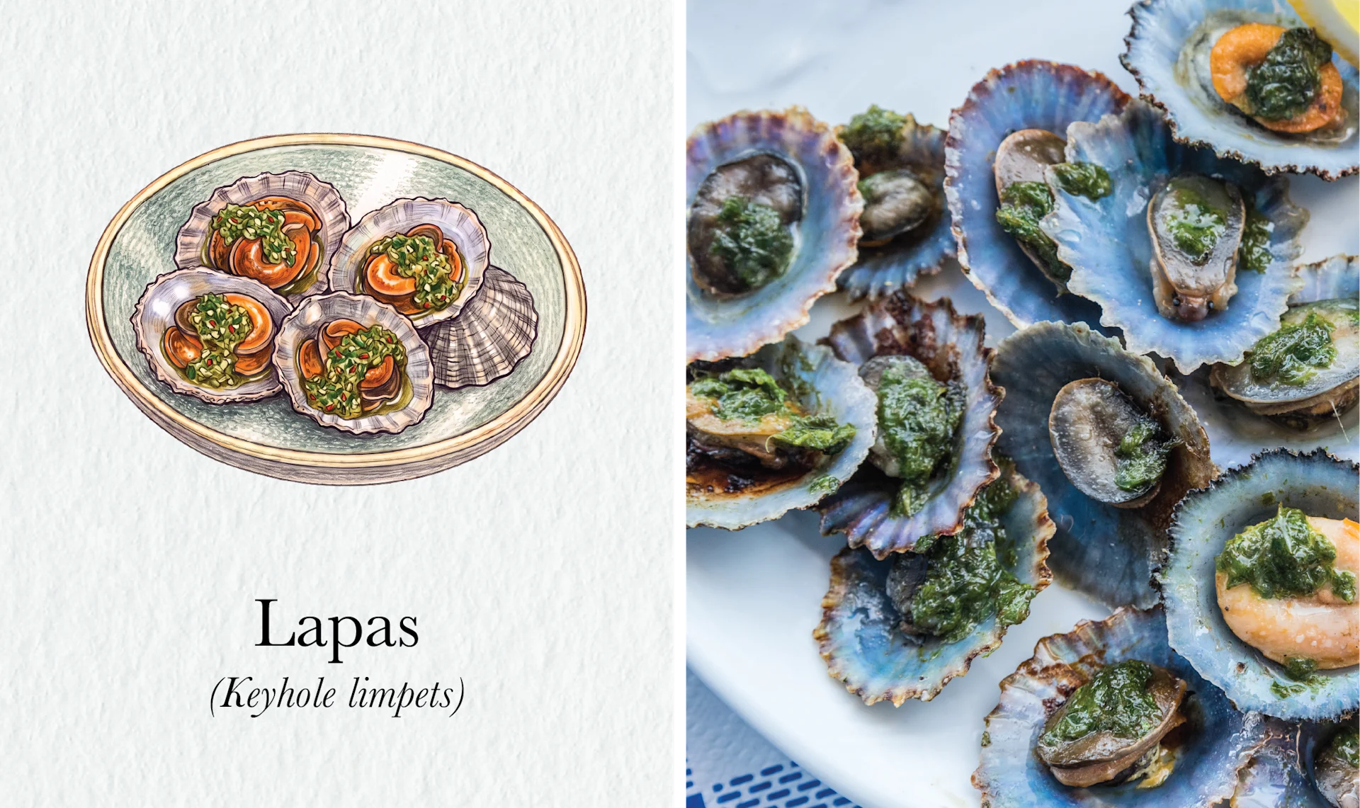 The Fire Still Burns in Peru’s Picanterías < Gallery 2 < Slide 1 < Image Watercolor of lapas, keyhole limpets, beside a photograph of them served on the half shell under green herb sauce.