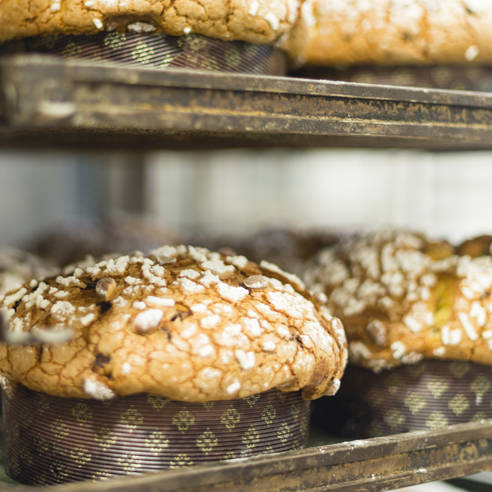 In Search of the Perfect Panettone