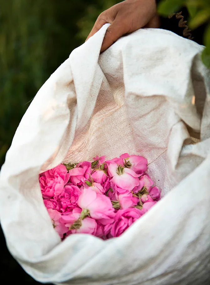 Rose harvest in Morocco.