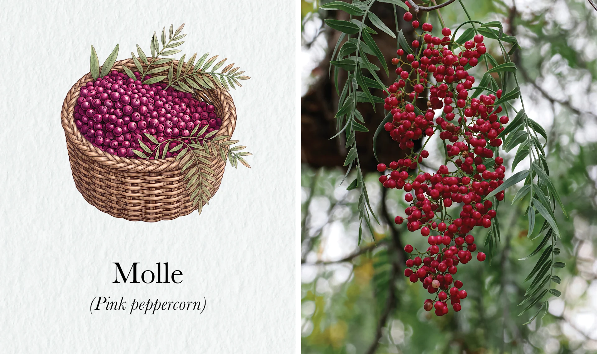 The Fire Still Burns in Peru’s Picanterías < Gallery 4 < Slide 3 < Image Watercolor of a basket of molle beside a photograph of pink peppercorns ripening on the branch.