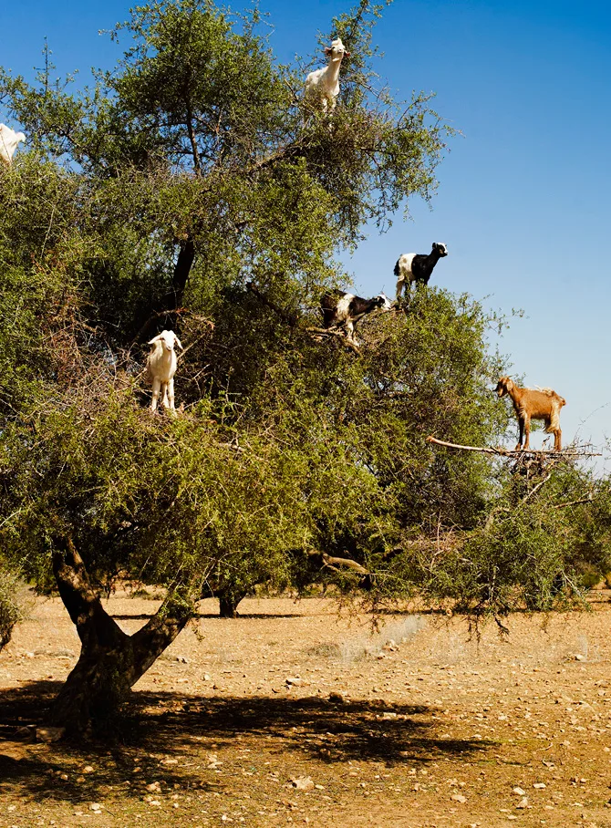 Goats in Argan trees courtesy of Pablo Zamora.