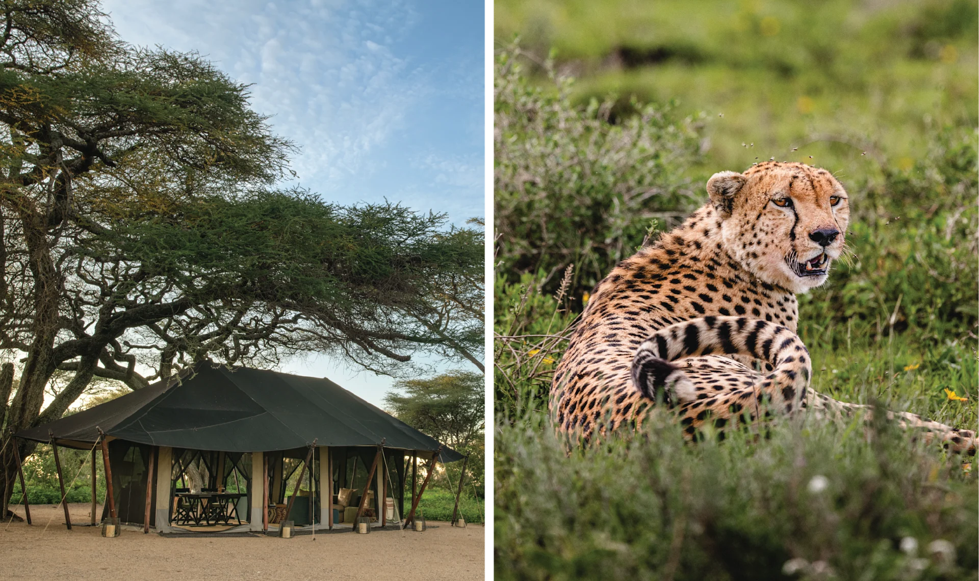 Bush and Beach, Better Together < Gallery 4 < Slide 3 < Image Courtesy Mwiba Plains