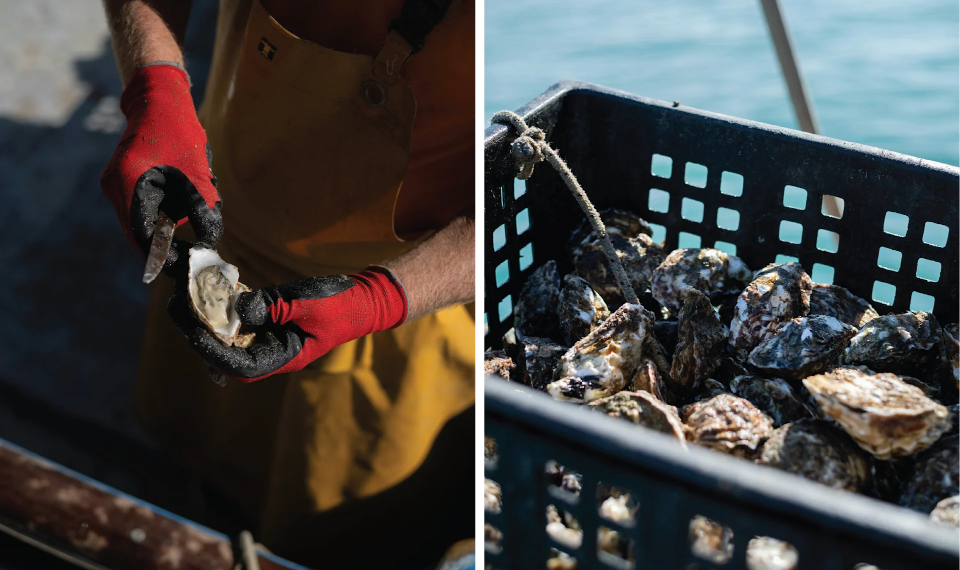 The World Is Your Oyster Bar < Gallery 1 < Slide 0 < Image Freshly shucked oysters from the source