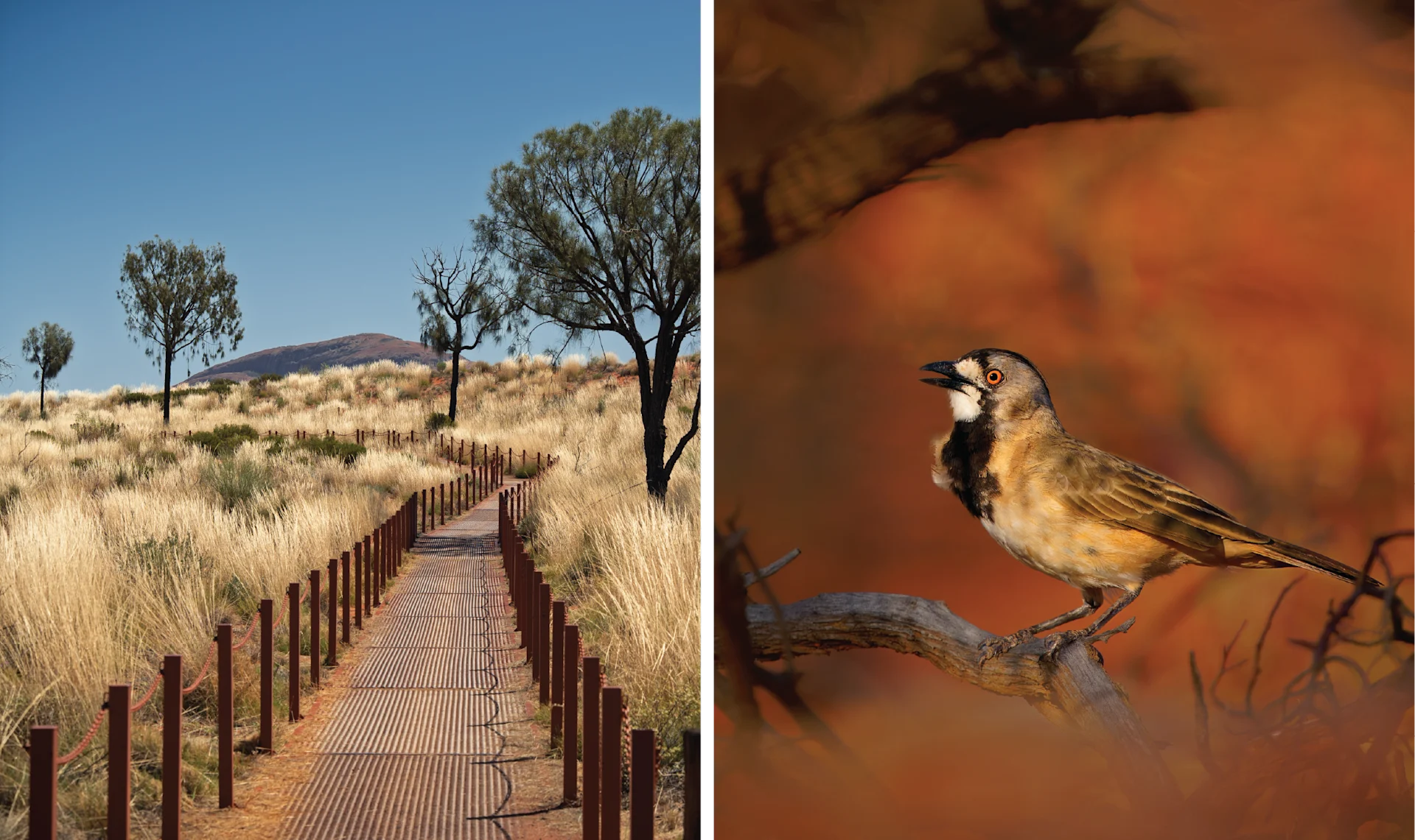 Crested bellbird