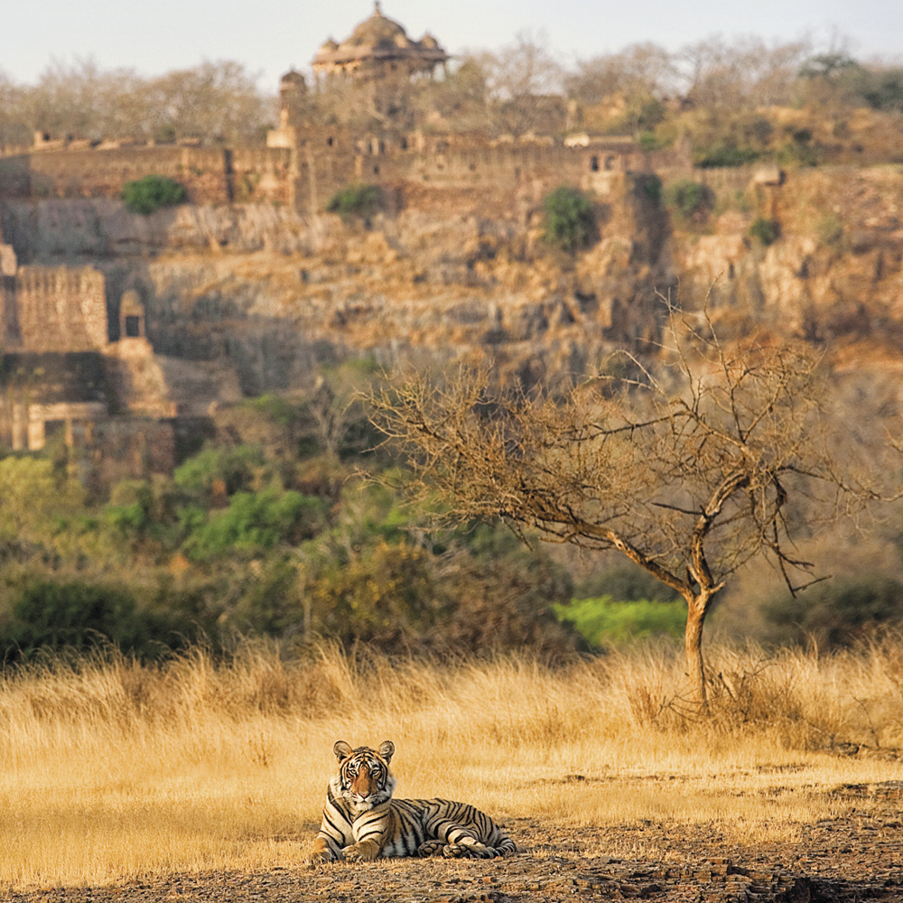 Conservation in the Time of COVID