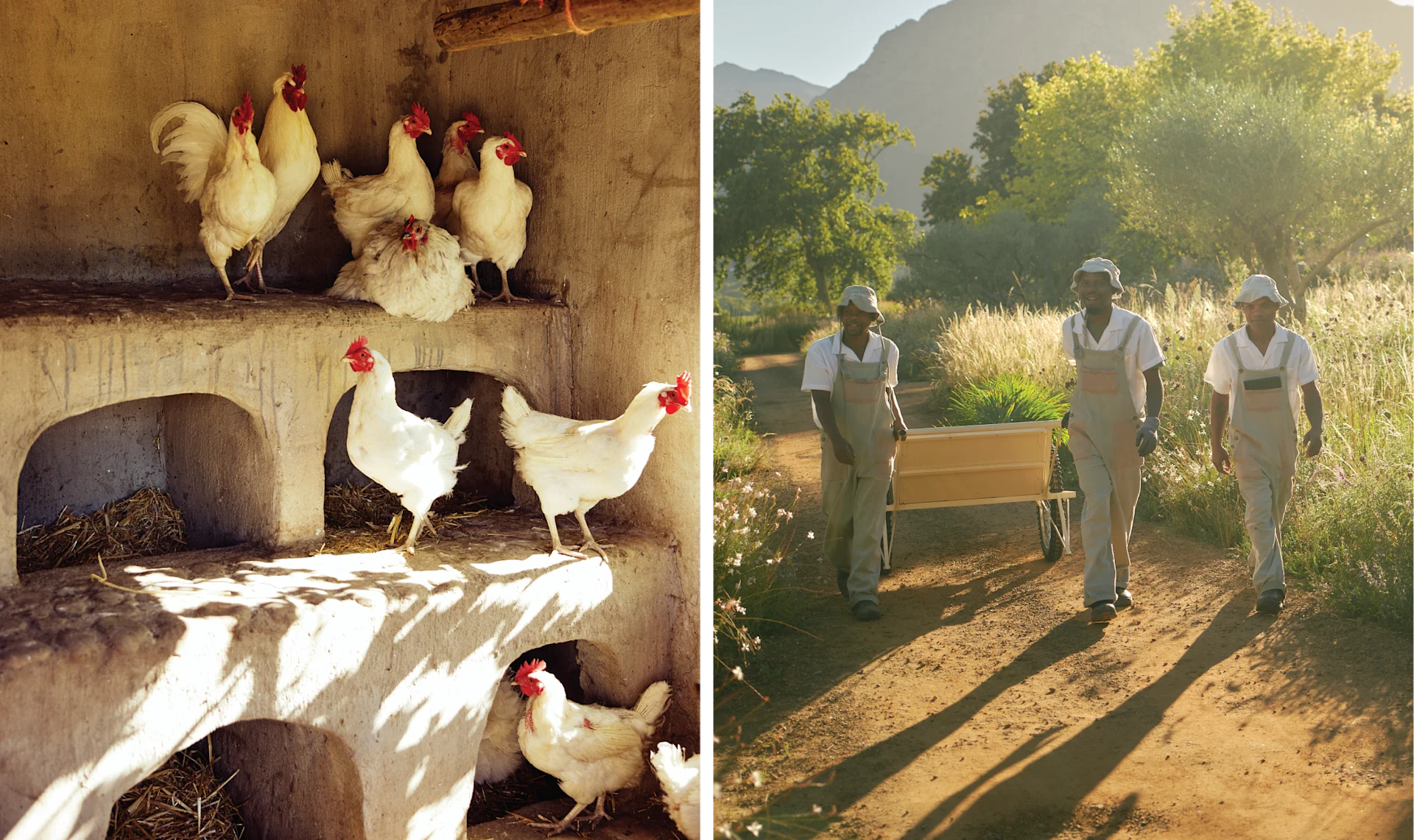 Sterrekopje Farm: Checking In & Checking Out < Gallery 1 < Slide 9 < Image Courtesy Sterrekopje Farm — Sterrekopje Farm