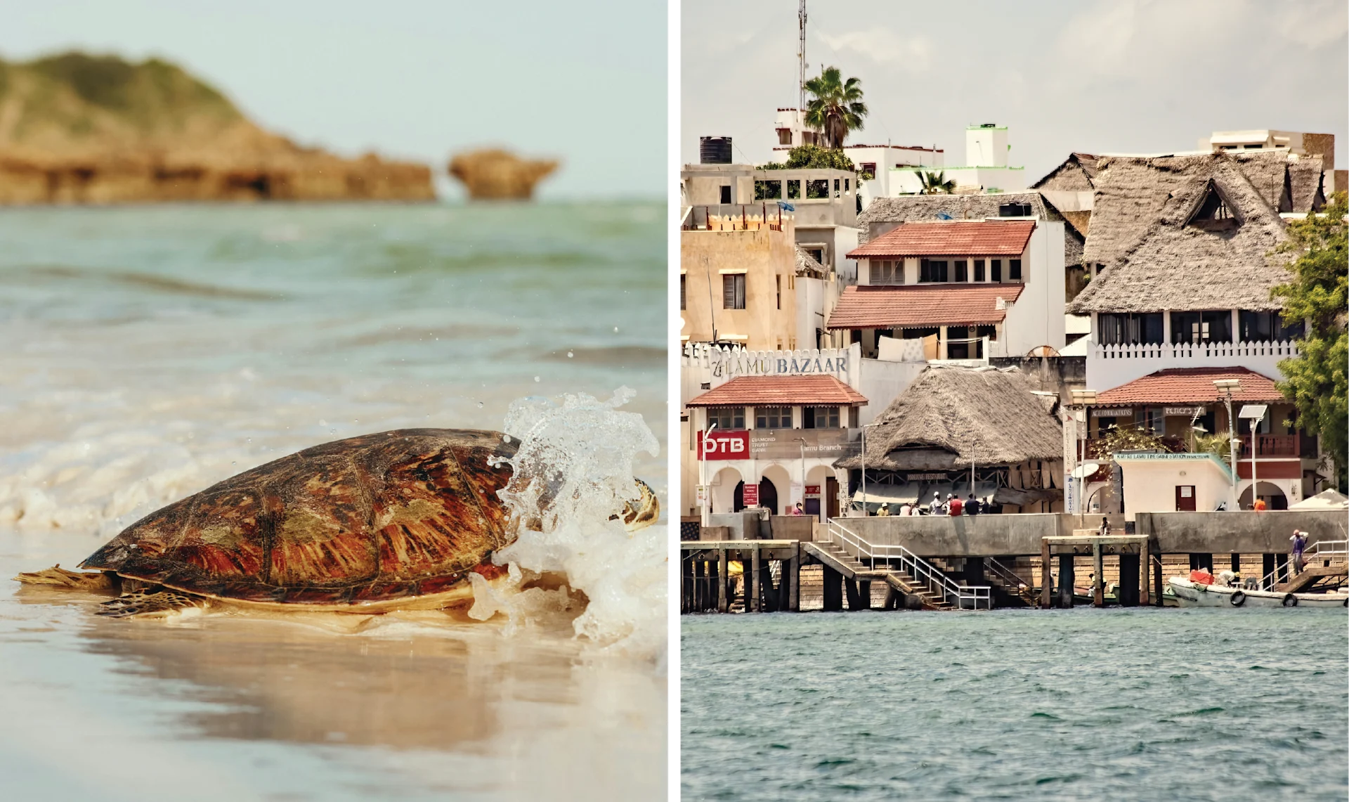 Bush and Beach, Better Together < Gallery 1 < Slide 4 < Image A sea turtle in Lamu — Lamu's charming coast
