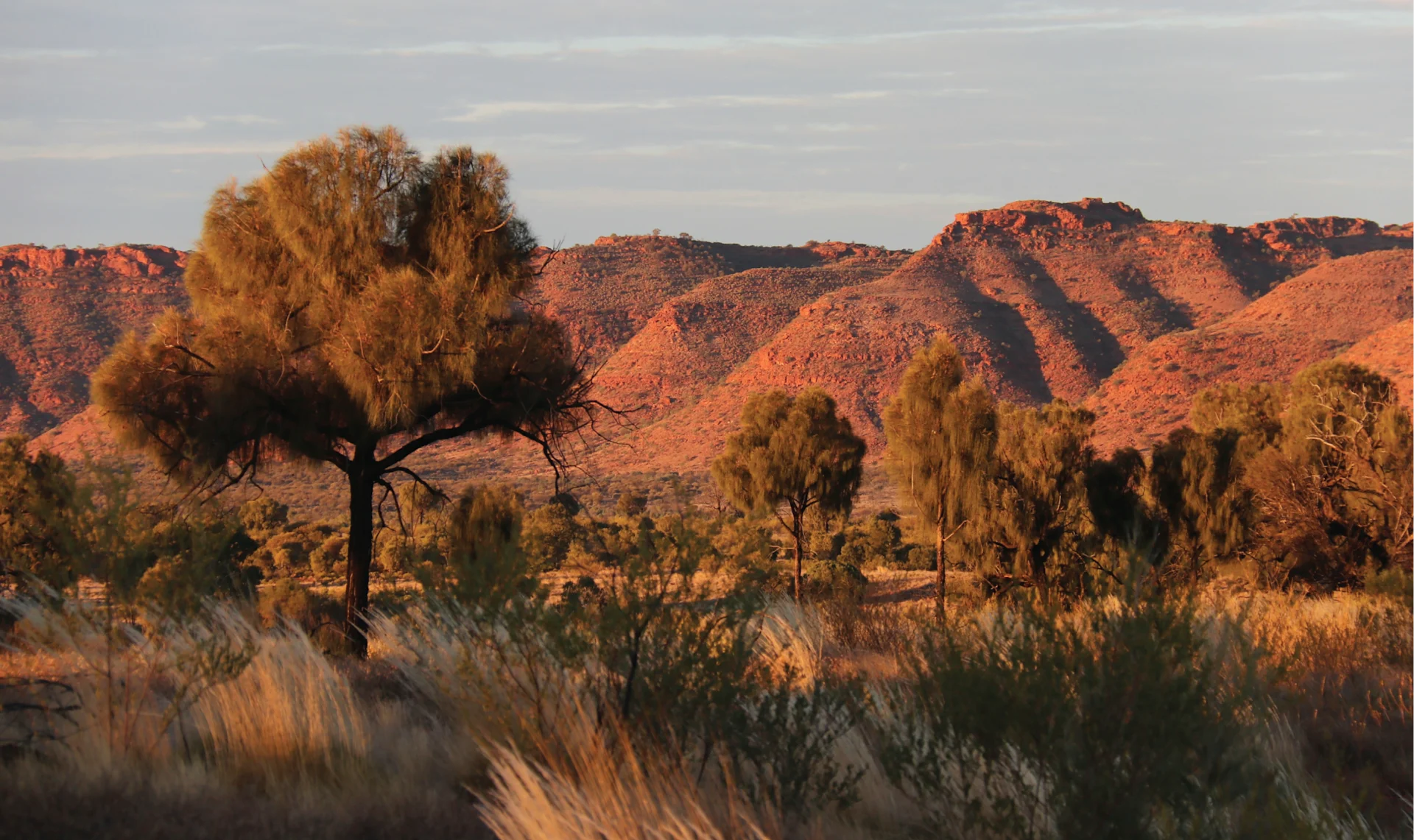 Sunset over native grasses and ghost gum trees in the West MacDonnell Ranges of Northern Territory