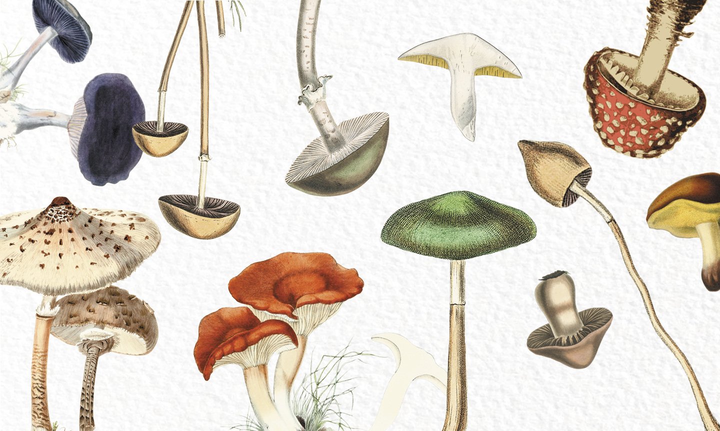 Mushroom Myths: Foraging in Sweden, Japanese Mushrooms, & More | PRIOR