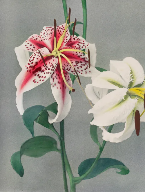 Private Collotype Printing Workshop