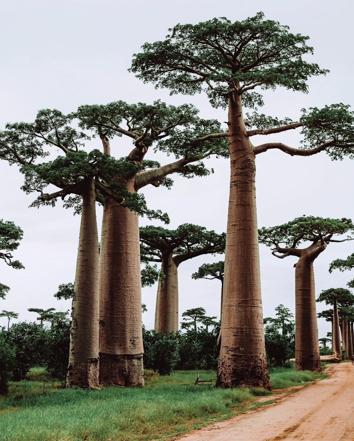 4.19.25_Botanical_Safaris_INDEX.png