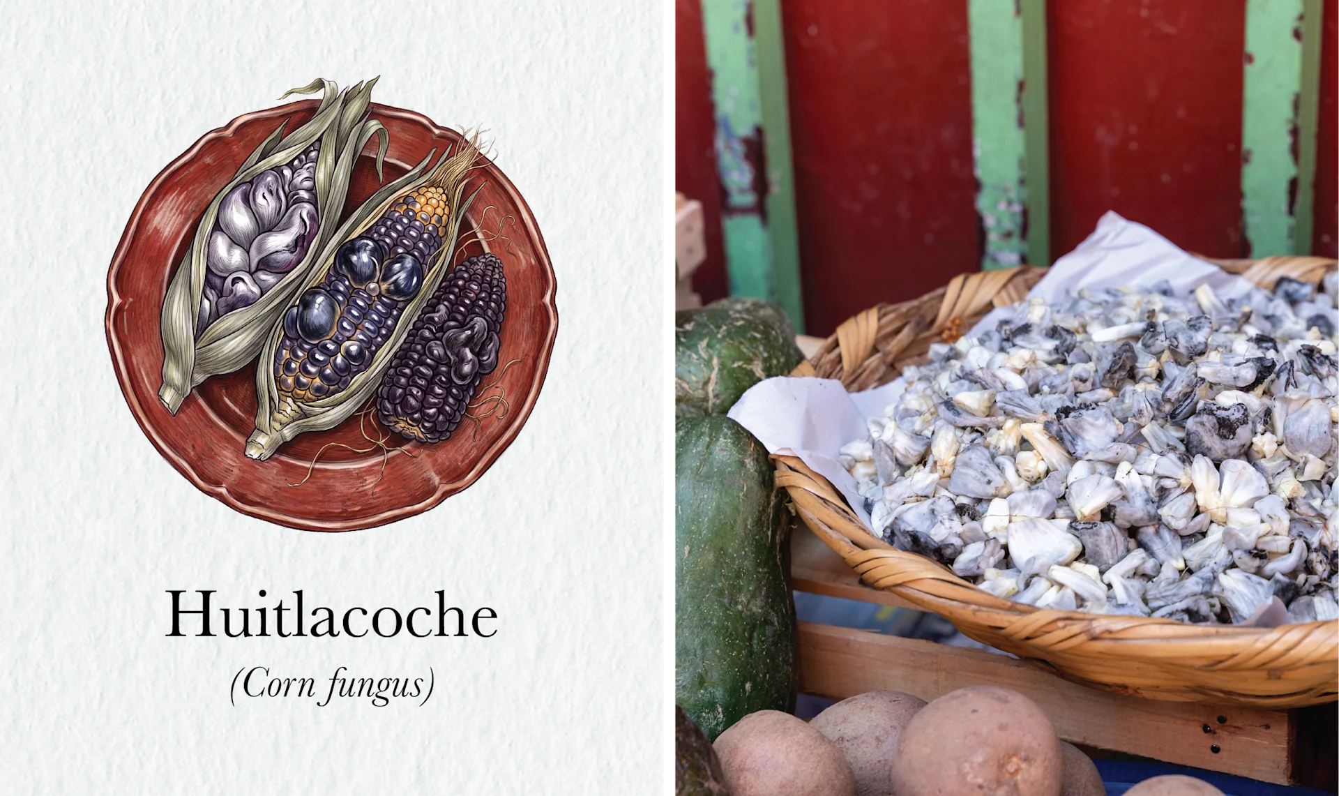 The Fire Still Burns in Peru’s Picanterías < Gallery 4 < Slide 1 < Image Watercolor of huitlacoche on the cob beside a photograph of the corn fungus heaped in a market basket.