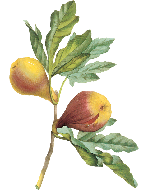 an image of a fig