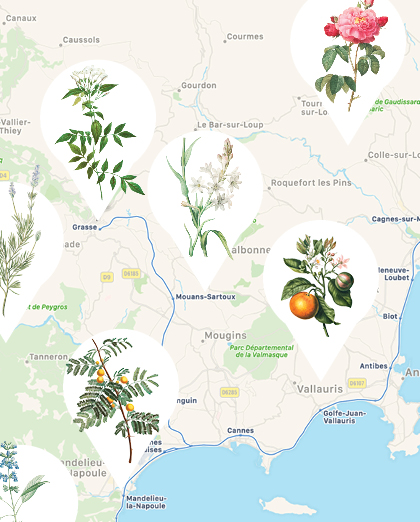 A Scent Map of the South of France