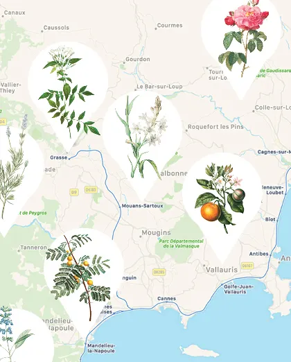 Scent Map INDEX.jpg