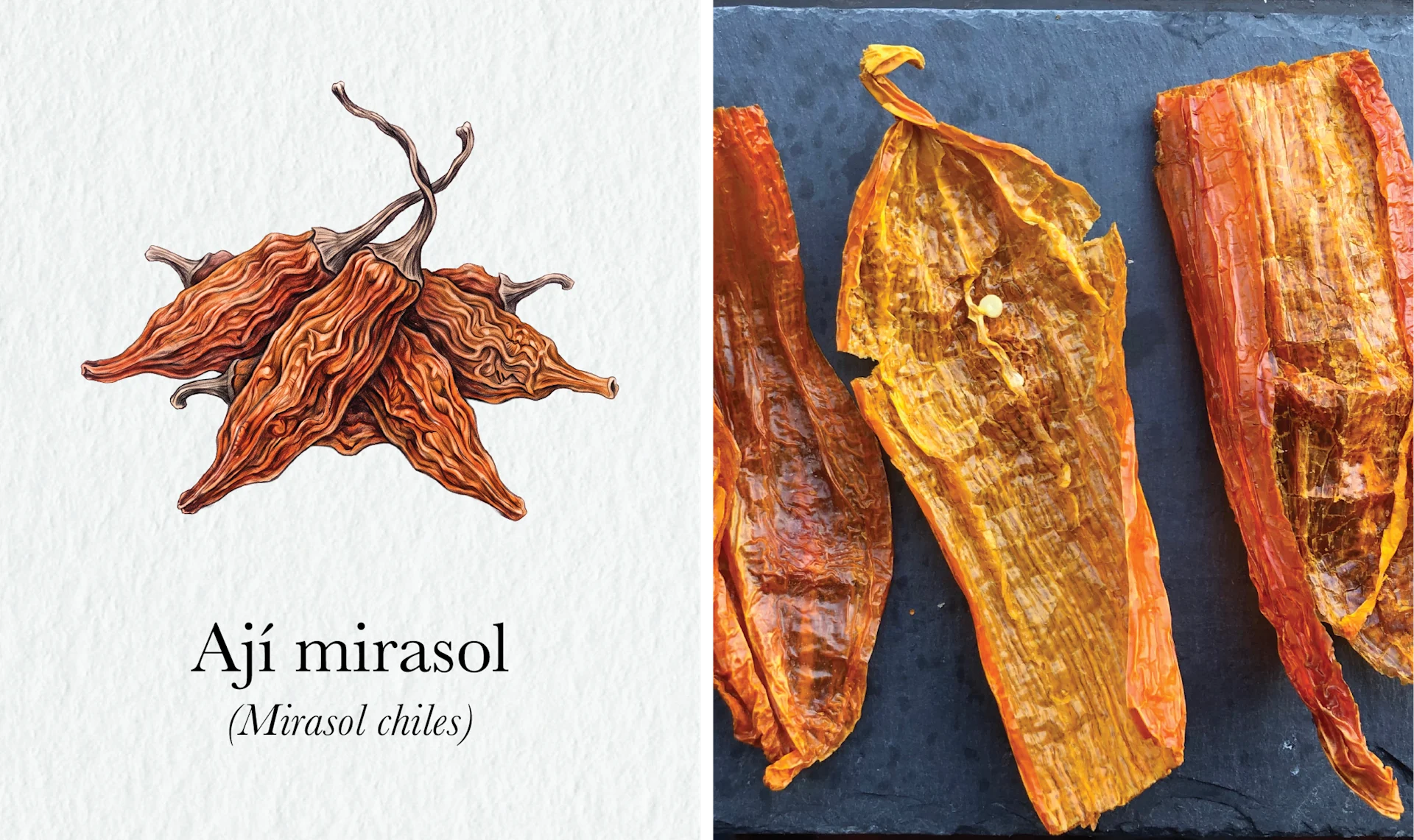 The Fire Still Burns in Peru’s Picanterías < Gallery 2 < Slide 2 < Image Watercolor of dried aji mirasol beside a photograph of three of the chiles laid out on slate.
