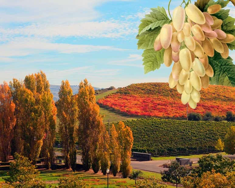 grapes and hills
