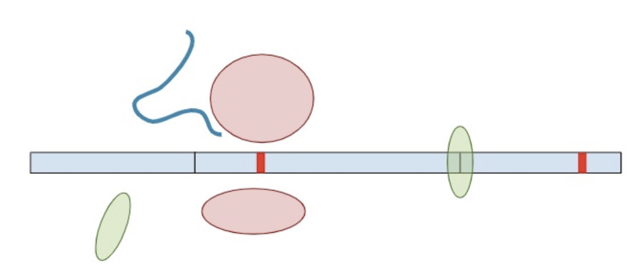 Termination Codons 07