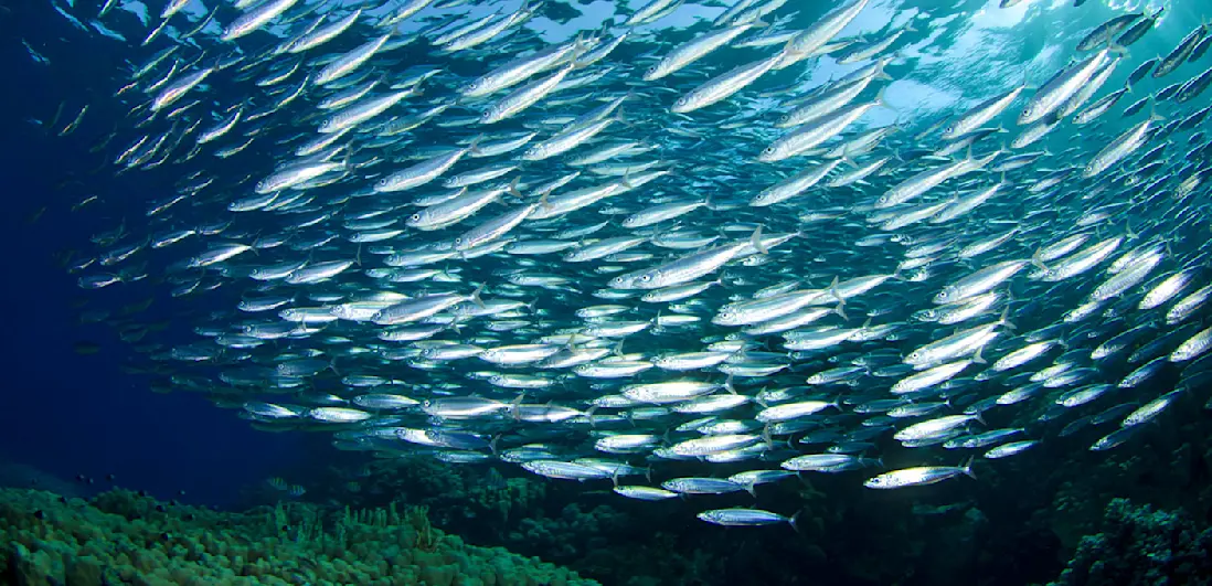 Peixes no mar