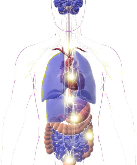 SPARC nervous system infographic