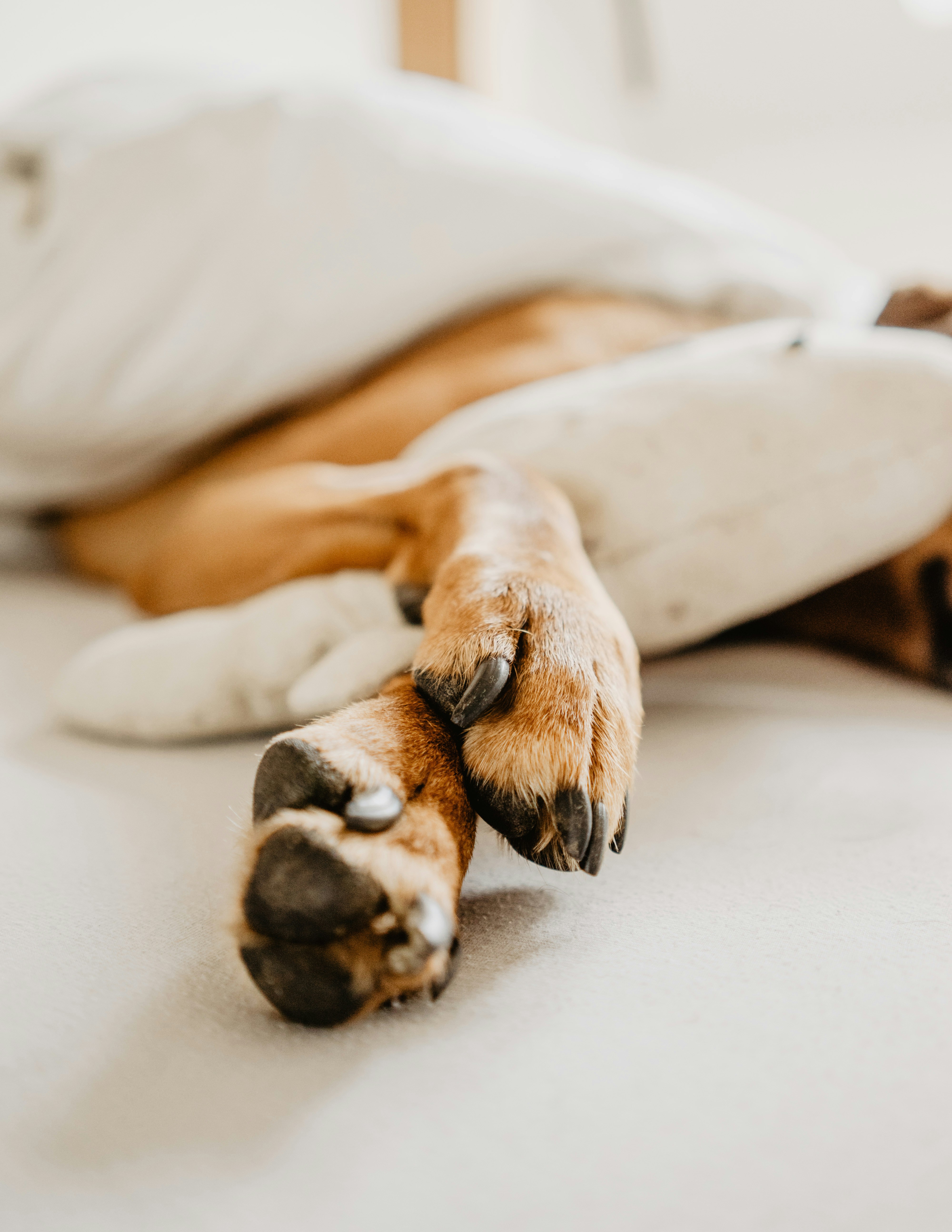 ruby-schmank-rPC4QnaPqQ0-unsplash