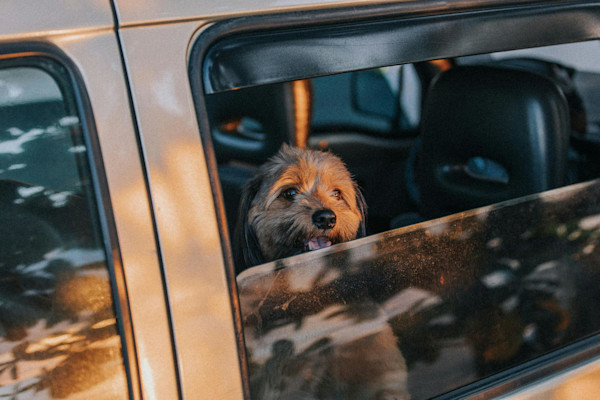 Roadtrip with pets