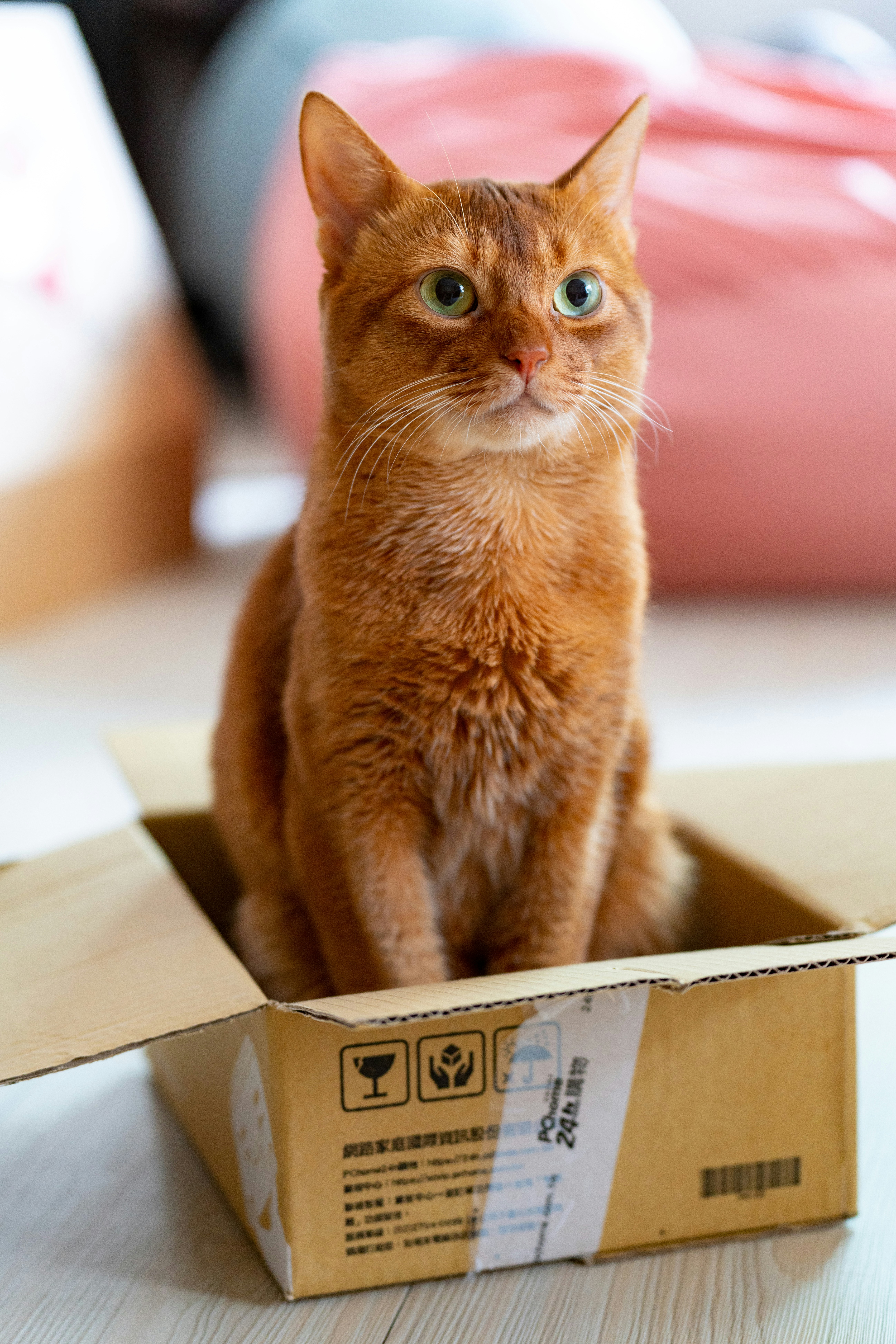 timo-volz-mrTydVjg04o-unsplash