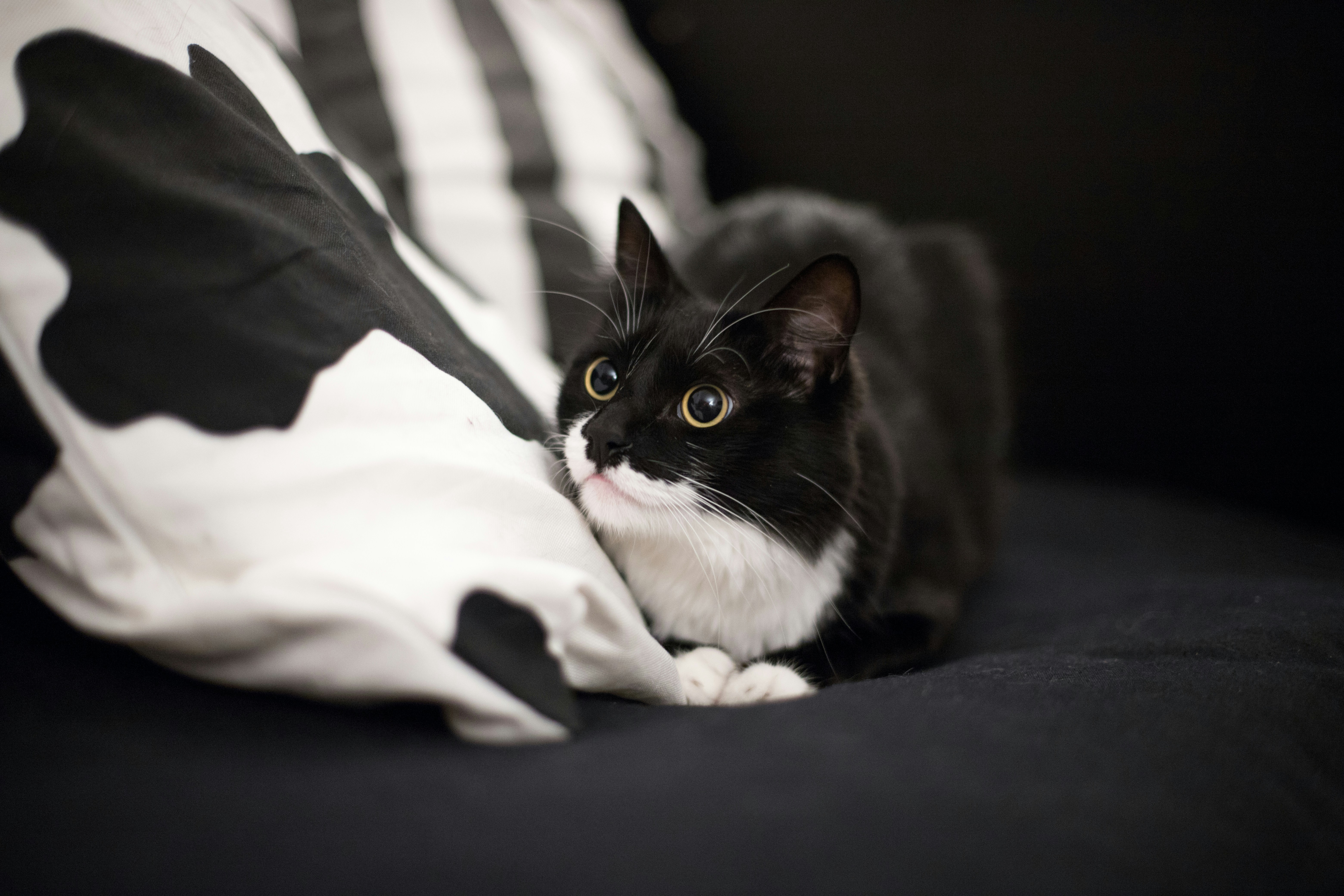luku-muffin-L2FZv9K1OzY-unsplash