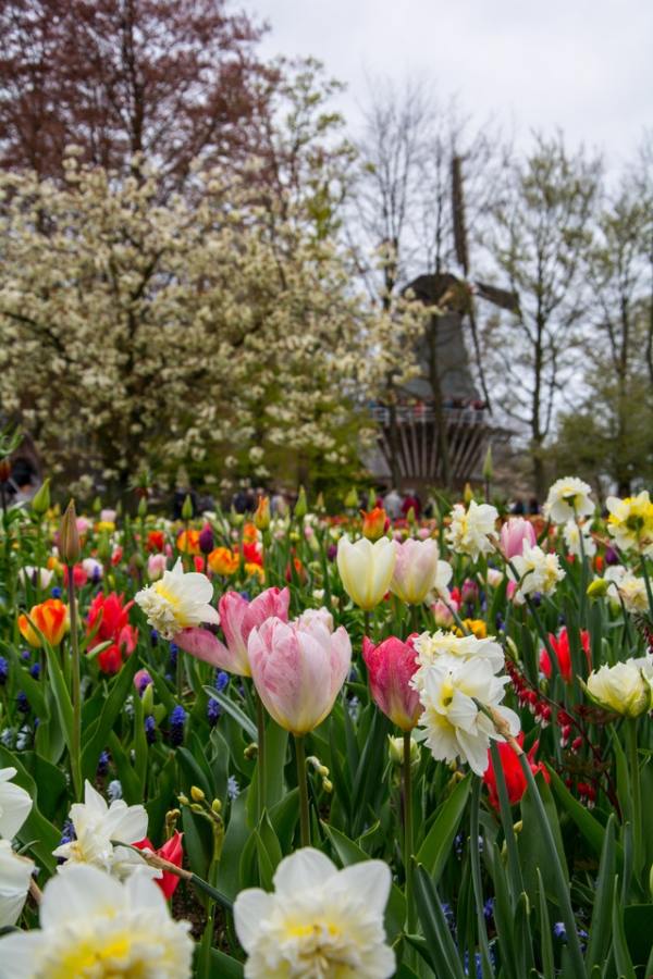 gate-1-aardy-tulips-windmill-holland