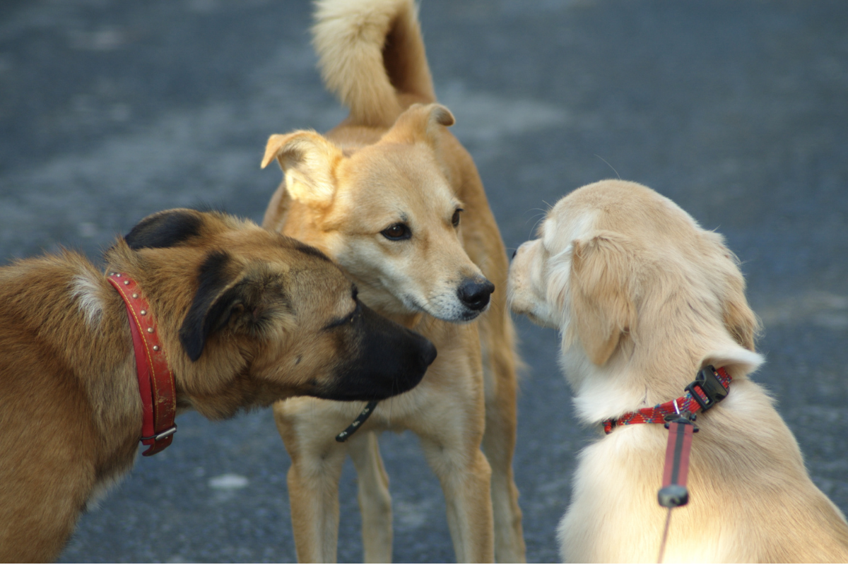 Pet insurance