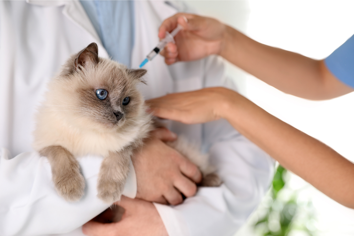 Cat Vaccination