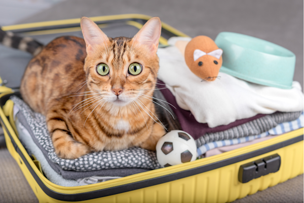 Travel with cat