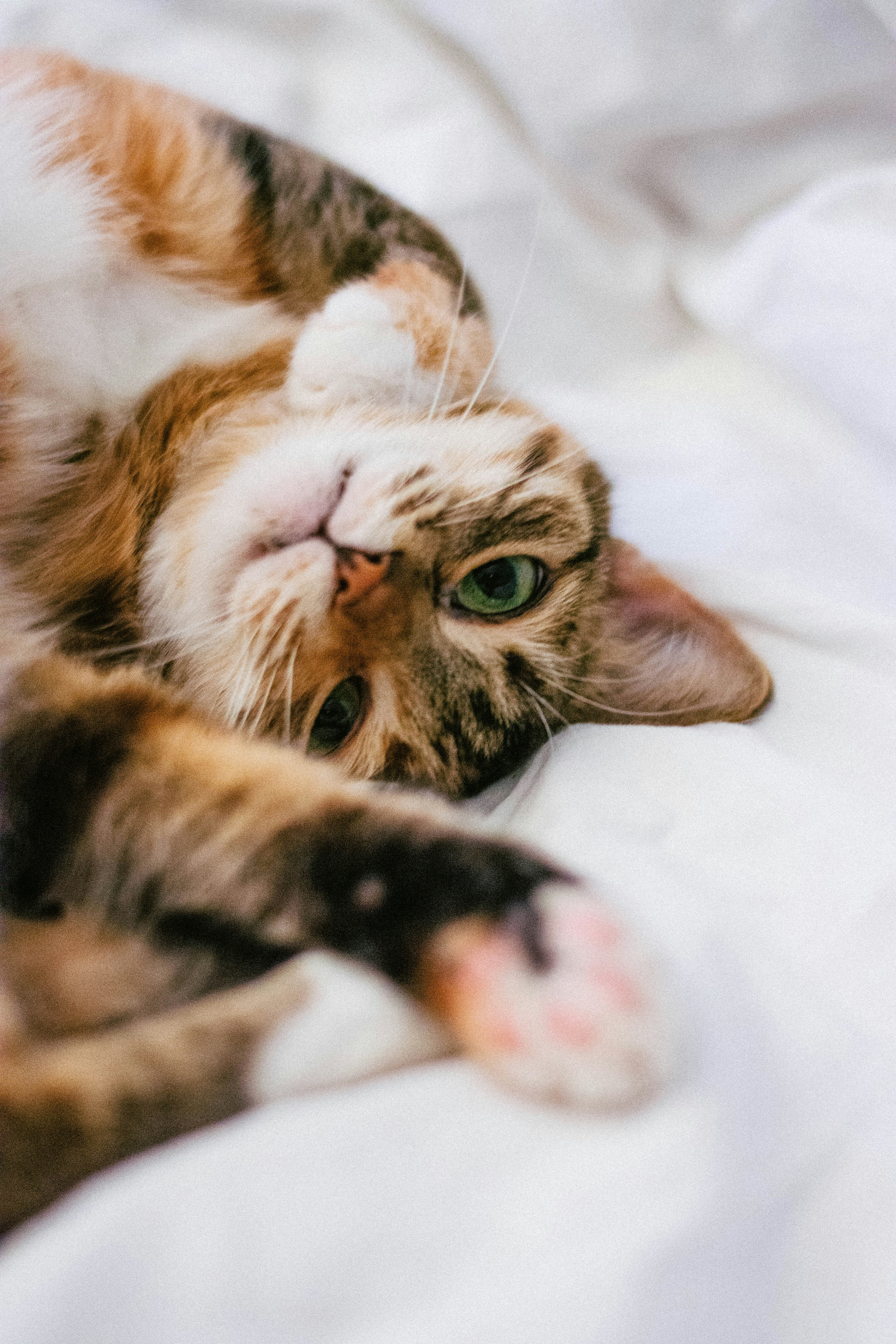 anton-lochov-_b020HIGZUE-unsplash