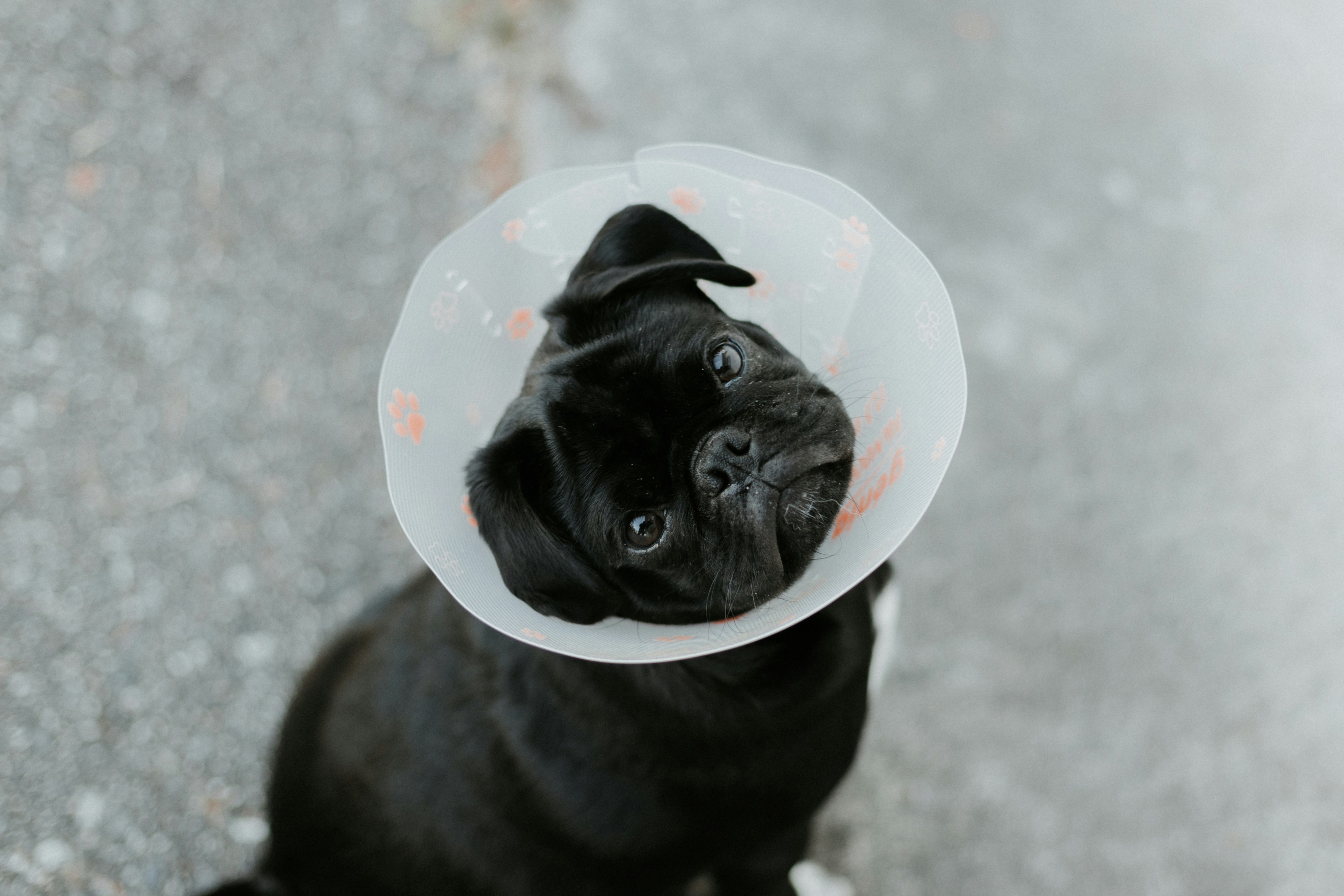 AARDY Pet Insurance